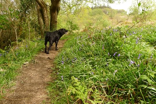 The mythic animal guide is ready. Lace up your walking boots and let's go.