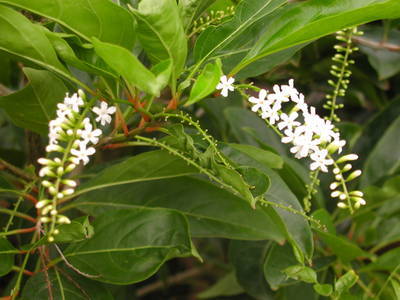 description