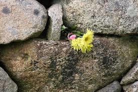 Flower in wall