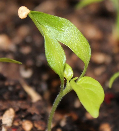 cropped pepper seedling IMG_4879