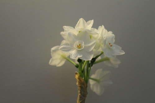 paperwhite blooms