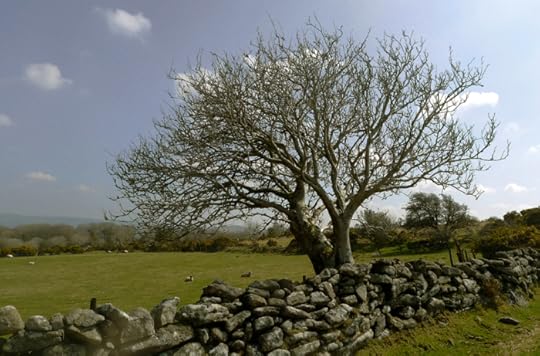 Moorland sheep field