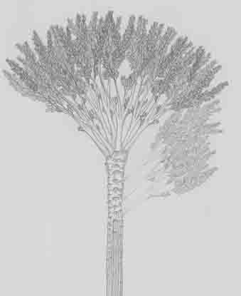 oldest forest