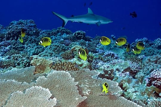 Racoon butterflyfishes, Chaetodon lunula, in Kingman Reef
