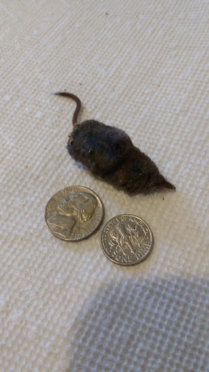 Probable victim of winter weather