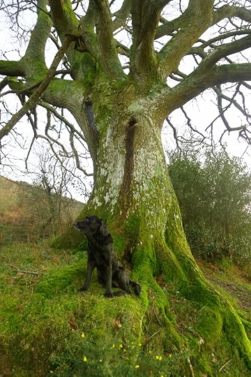 Oak Elder in winter