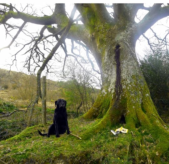 Reading beneath the Oak Elder