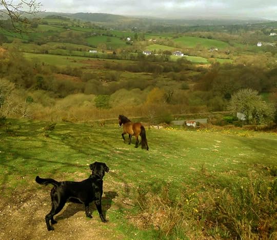 Dartmoor pony crossing through the field