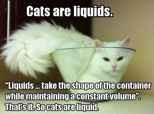 cats liquid 1.jpg