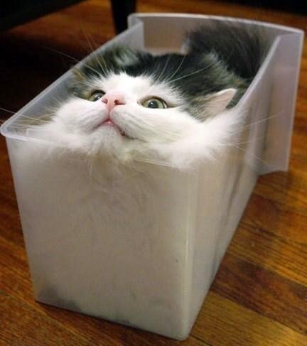 cats liquid 2.jpg