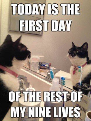 nine lives 2.jpg
