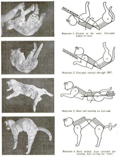 nine lives 3.png