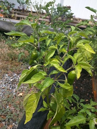 No alt text provided for this image