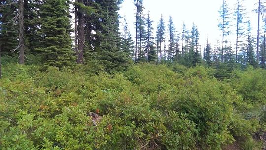 No alt text provided for this image