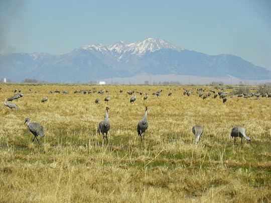 sandhill cranes<br />the art of binge-watching and education