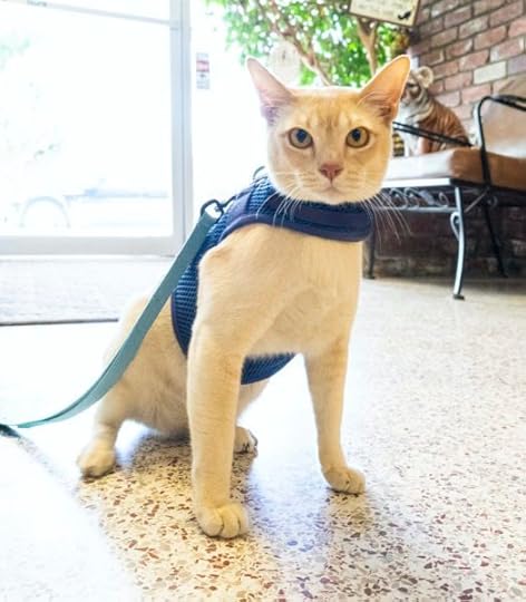 cat-walking-harness