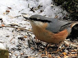 Kleiber - Nuthatch (32284317281)