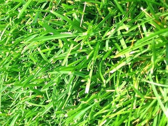 best grass seed for sandy dry soil using sand mix compost vs topsoil
