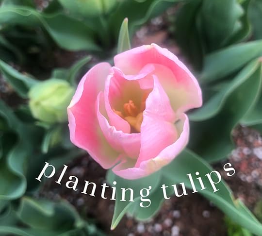 Planting Tulips