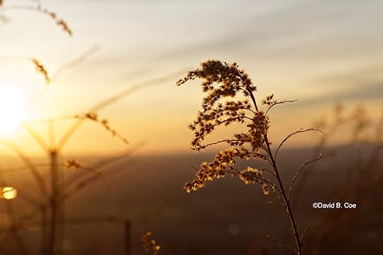 Golden Light and Grasses, by David B. Coe