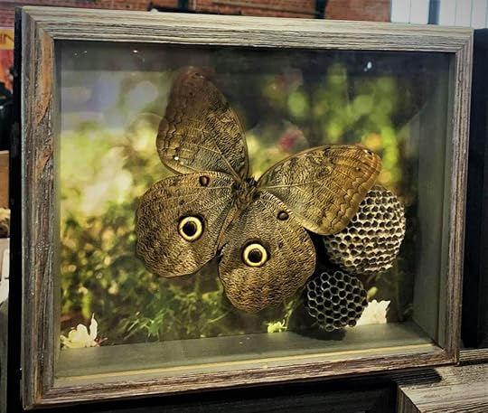 Oddities market taxidermy insect