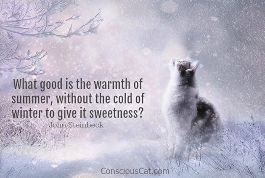 winter-snow-cat