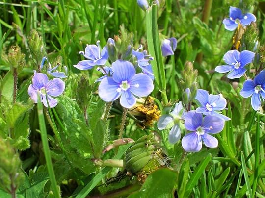 summer-fly-creek-2006-057