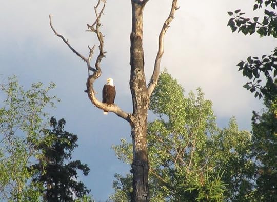 Image may contain: tree, plant, sky, outdoor and nature