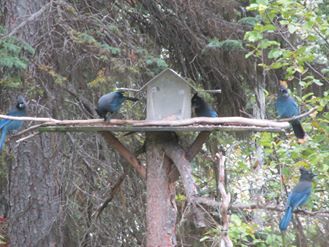 Image may contain: bird, tree, plant and outdoor