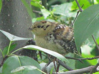 Image may contain: bird and plant