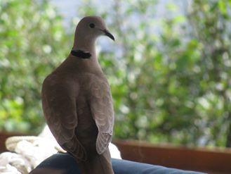 Image may contain: bird and outdoor