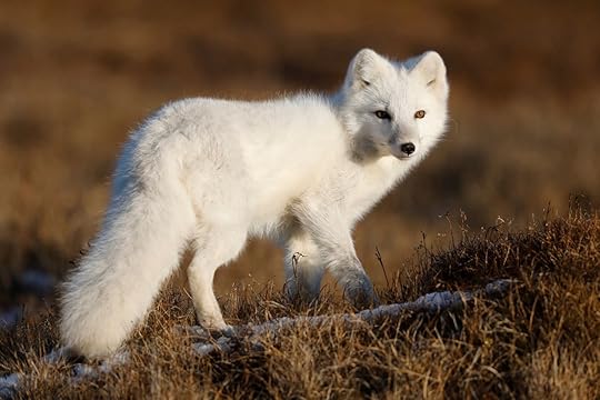 Arctic fox