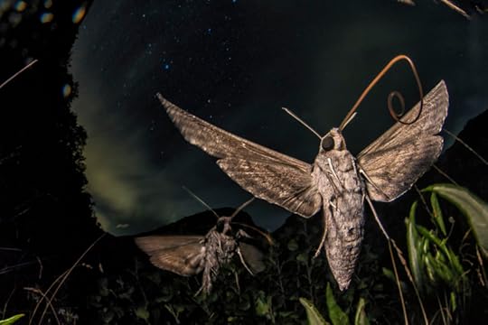 Migrant Megamoths (convolvulas hawkmoths in the Apuan Alps) by Lorenzo Shoubridge