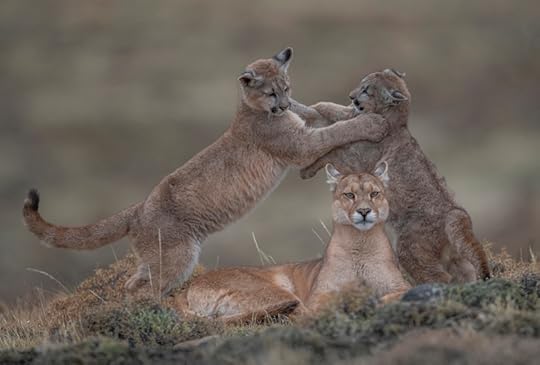 Portrait of a Mother (wild pumas) by Ingo Arndt