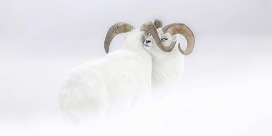 Frozen Moment (two male Dall sheep in the Yukon, Canada) by Je��re��mie Villet