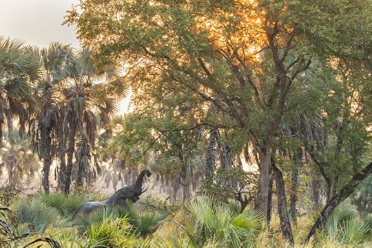 A Taste of Peace (elephant in Mozambique) by Charlie Hamilton James