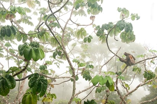 Canopy Hang-out (brown-throated three-toed sloth) by Carlos Pe��rez Naval
