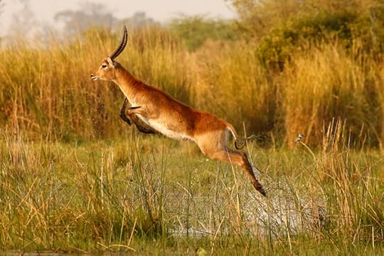 The Aquabatic Antelope (red lechwe, south central Africa) by Branson Meaker