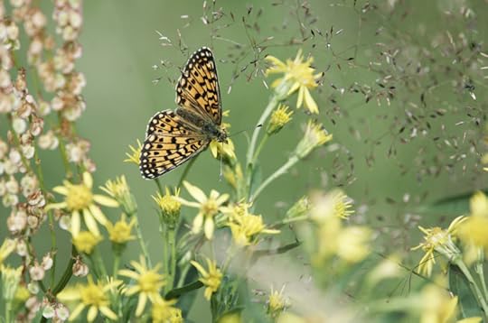 Meadow Beauty (pearl-bordered fritillary, Sweden) by Alfons Lilja