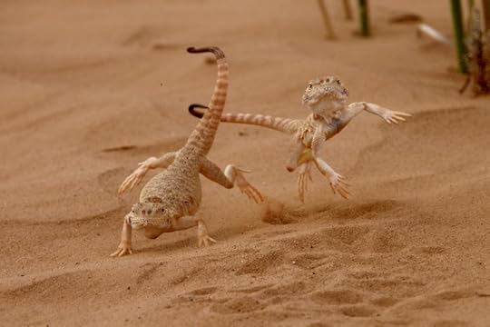 War Dance (desert toad-headed agamas) by Victor Tyakh