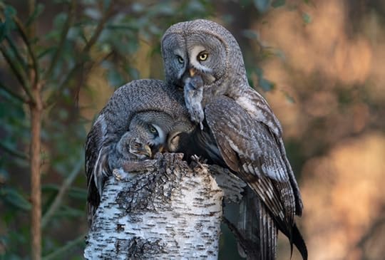 Dinner Duty (great grey owls, Sweden) by Tommy Pedersen