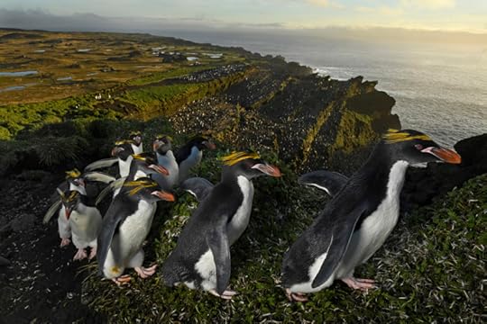 The Plumage Parade (penguins on Marion Island) by Thomas P Peschak