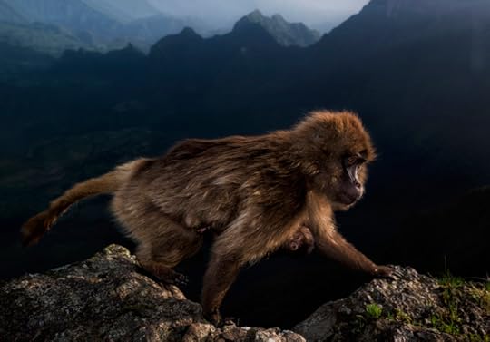 Early Riser (female gelada, Ethiopian highlands) by Riccardo Marchegiani
