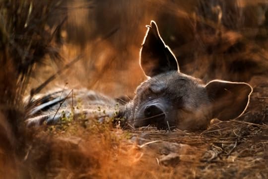 The Charm of Ruthy (female striped hyena) by Ariel Fields