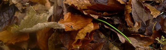 in the rustle of leaves,