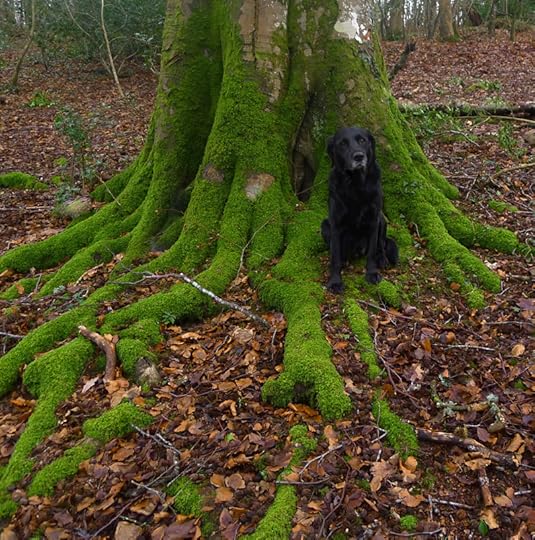 in the silence of moss,