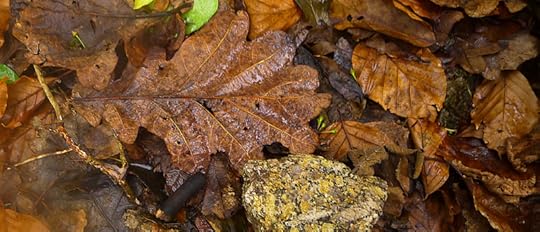 in the damp and the dark