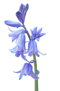 Bluebells