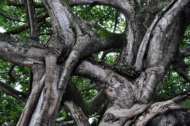 Intertwined Tree.jpg