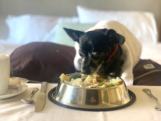 Dog eating food at a hotel